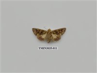 藏品(夜蛾694)的圖片